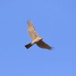 Sparviere (foto R. Ostellino, Torino)